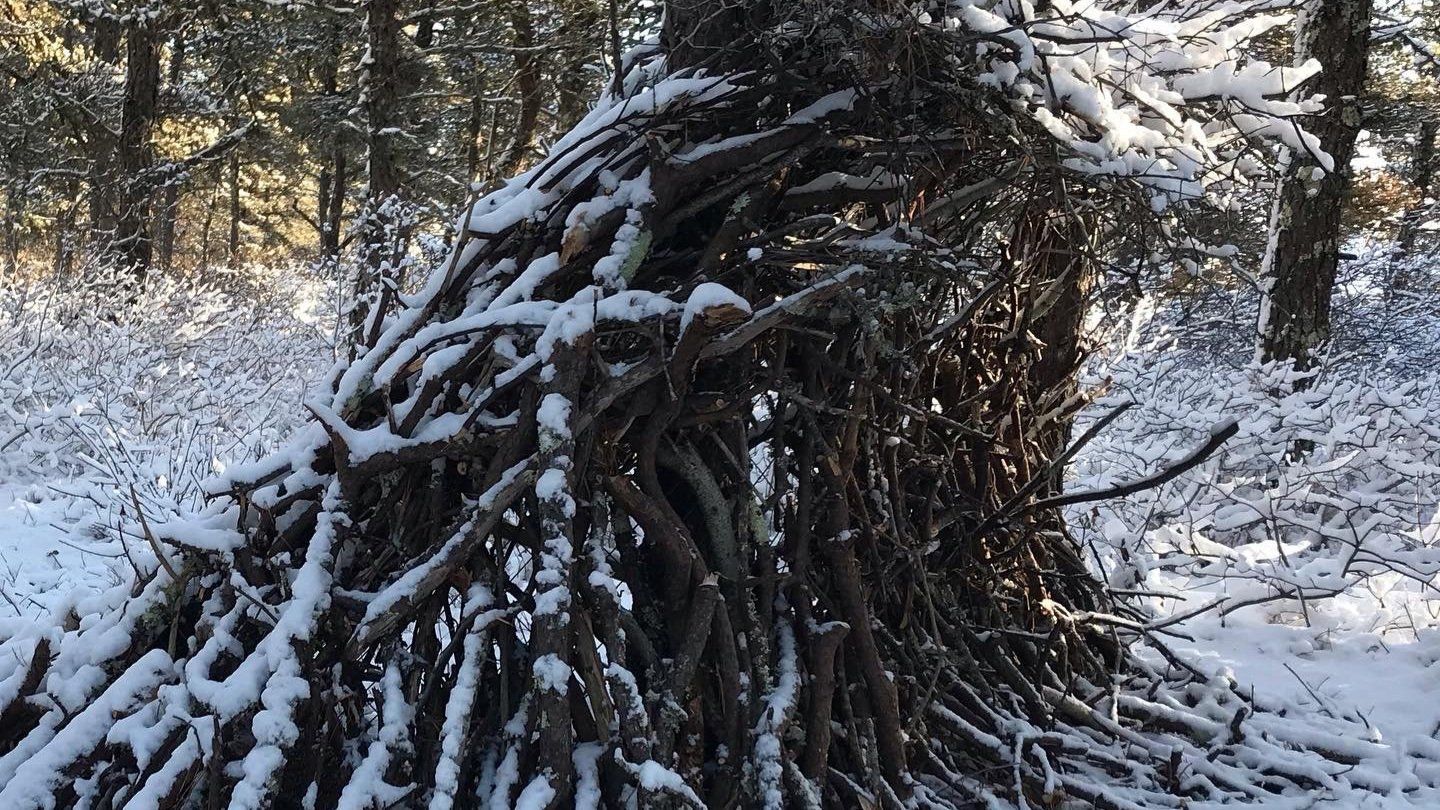 A wave of stacked sticks, dusted with snow, rising in a winter wood